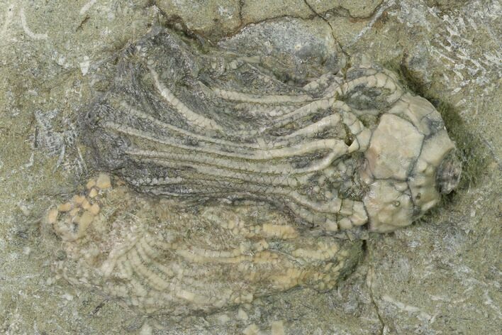 Fossil Crinoid (Macrocrinus) - Crawfordsville, Indiana #138333